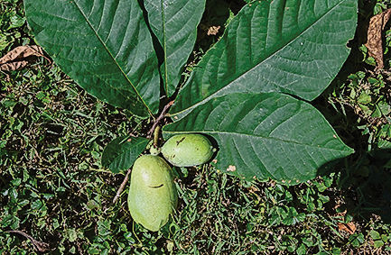 Pawpaw leaves and fruit